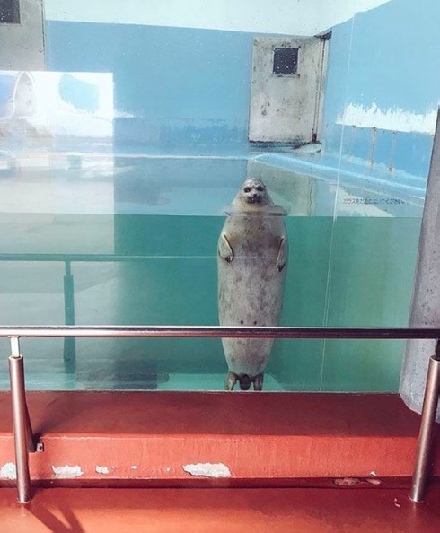Одна пикча
