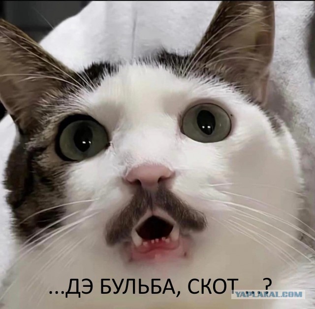Это же кошачий Батька