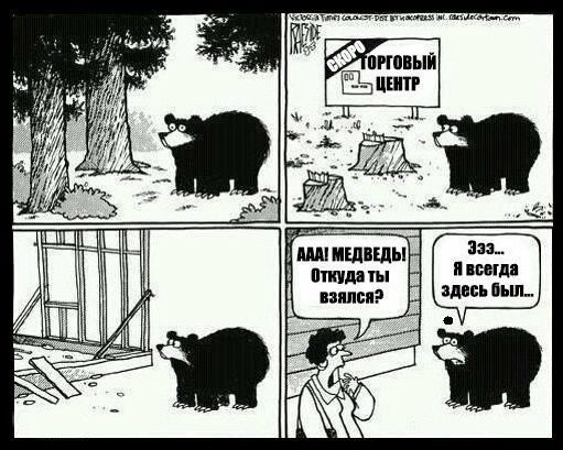 Медведица решила перейти дорогу вместе со своим медвежонком