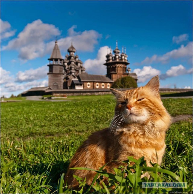 Коты деревенской породы