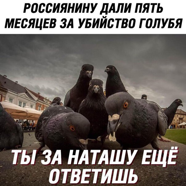 Голуби - это еда