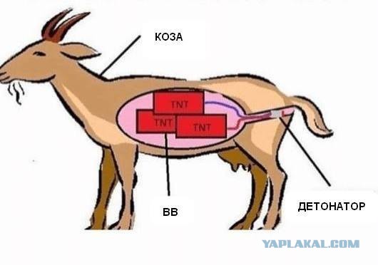Девушка рассказала про незабываемый опыт общения с детишками ценных специалистов.