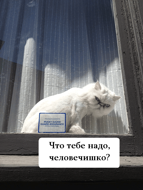 Девушка попросила в Хвиттере остальных скинуть любимые мемы с котами