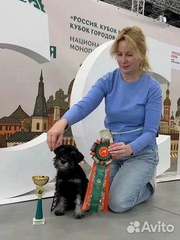Щенок Чёрного терьера и щенок Цвергшнауцера