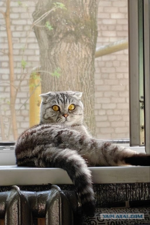 Очередной котовторник
