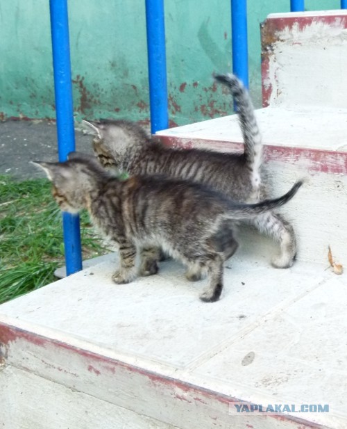 Котовторник   27.08.2013