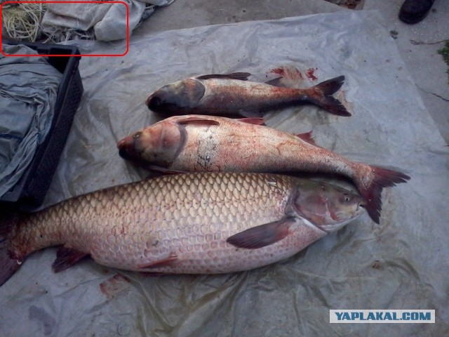 Брат поймал рыбку