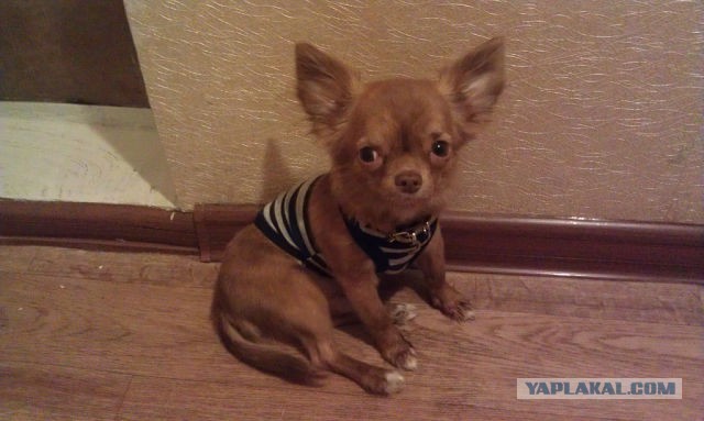 Как назвать питомца