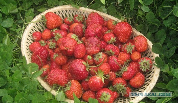 Картофельные котлеты