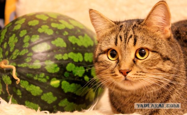 Котовторник 21.10.2014