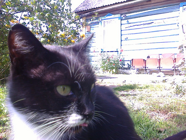 Котовторник 31.03.2015