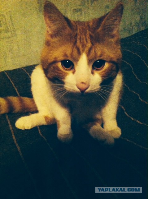 Котовторник 28.04.2015
