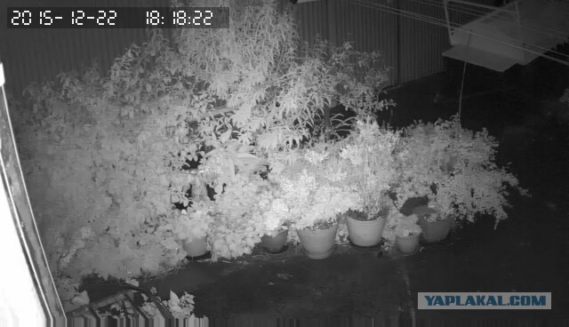 За что я люблю китайцев