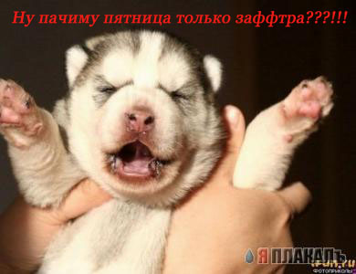 СОБАКИ и ЩЕНКИ. Все про собак!