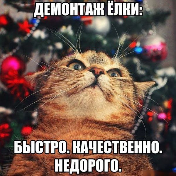 Пучок смешных картинок