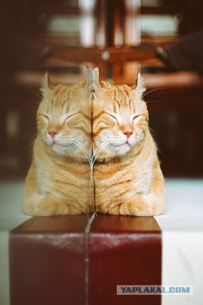 Котовторник