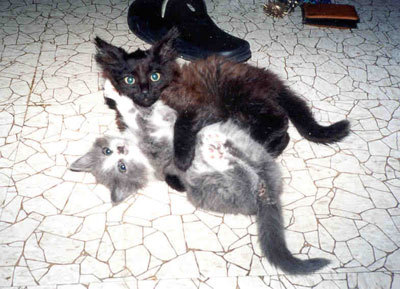 Коты, кошки, котята