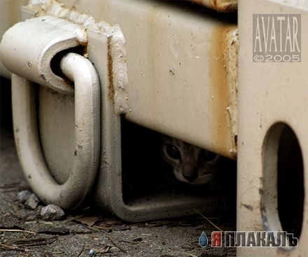Коты, кошки, котята