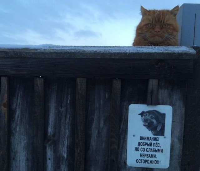 Абсурдный юмор ч. 23