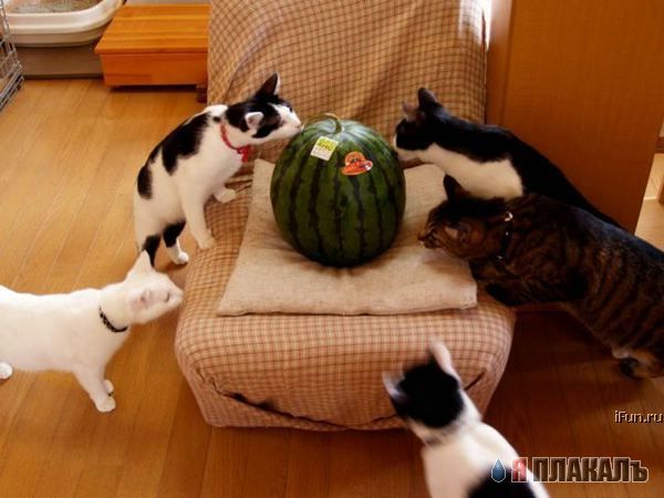Которозыск, срочно!