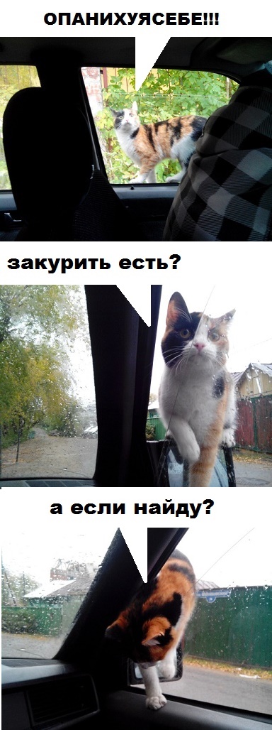 Сидели себе спокойно в машине, и вдруг...