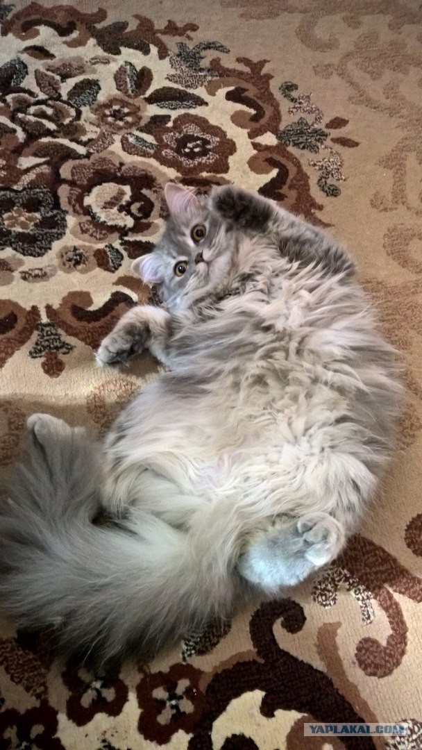 Котовторник 06.09.2016