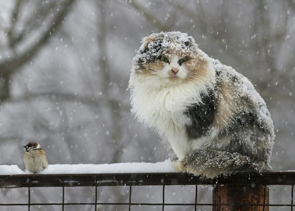 Коты из сети