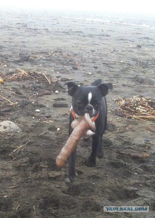 Что можно найти на берегу после шторма
