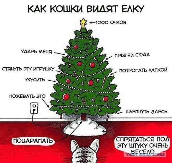 Миссия выполнена! Коты и елки!