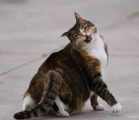 Коты и Кошки