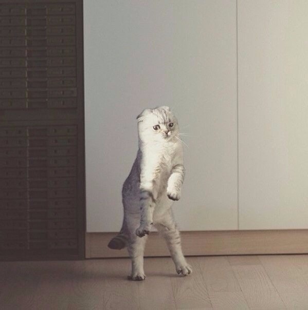 Коты и Кошки