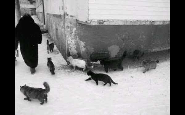 Кошкам вернут доступ в подвалы жилых домов