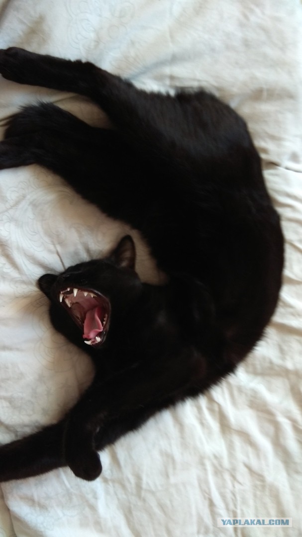 Котовторник 19.06.2018