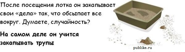 Котовторник! 08.11.11