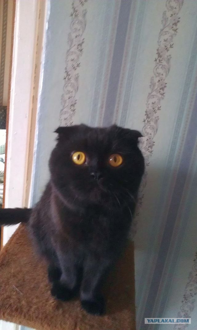 Котовторник 17.04.2012