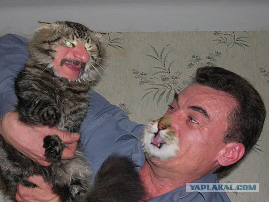 Злой кот