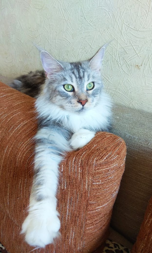 Котовторник. Мои котейки