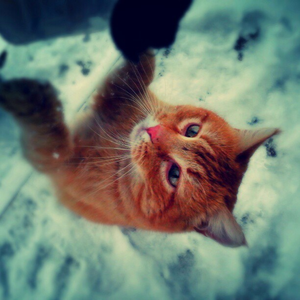 Котовторник 16.04.2013