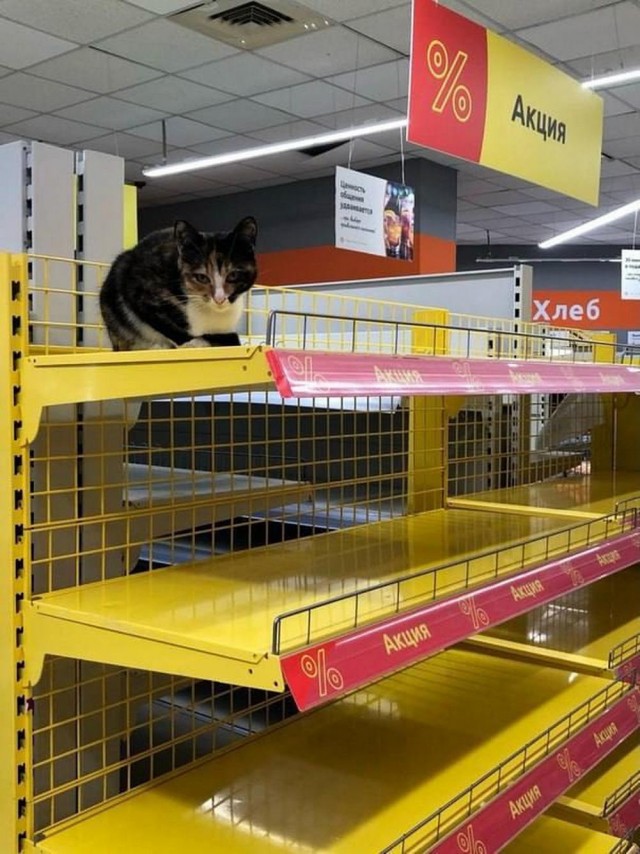 К котовторнику: подборка картинок-баянов с котиками и про котиков. Выпуск 5