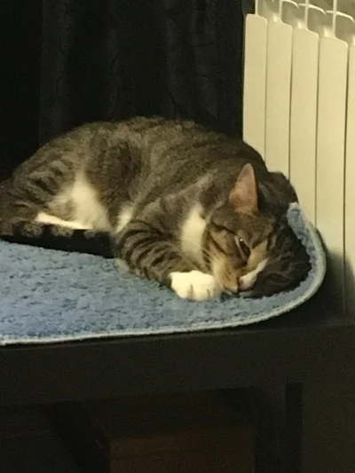 Уличные котики