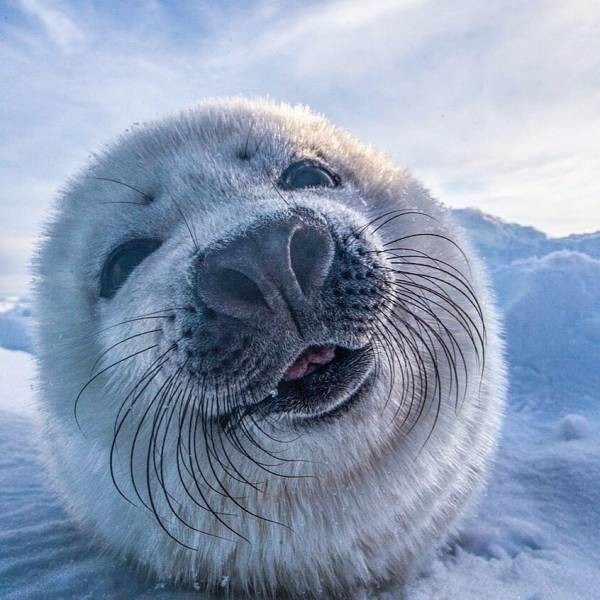 Забавные и интересные фото из Сети 23.04.26