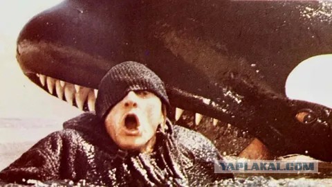 Слон‑маньяк 14 лет преследовал непальскую семью и убил четверых её членов