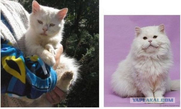 Про спасенных котеек