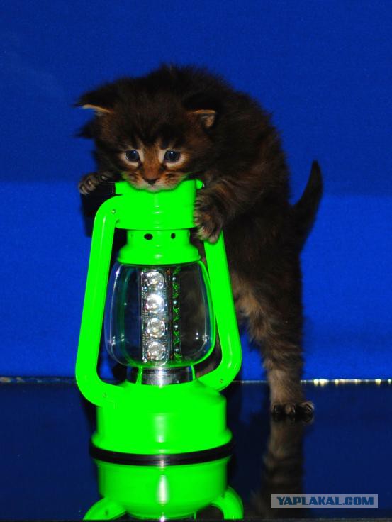 Мои мейн куны