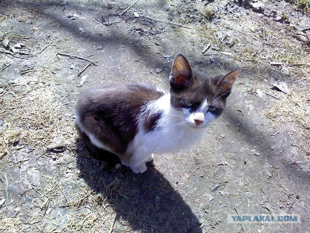 Коте всегда +100 к фоте