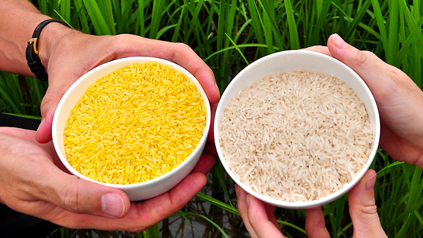 ГМО — это не только полезно, но еще и вкусно