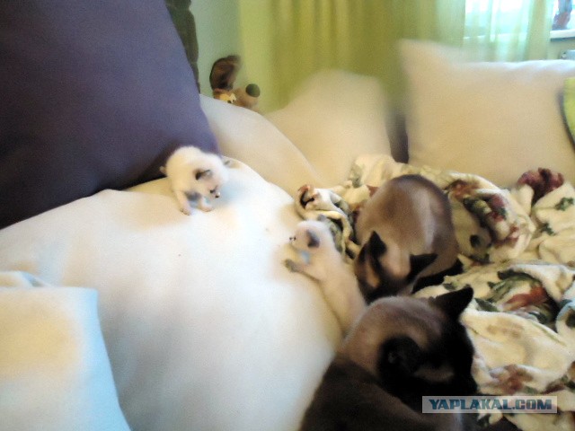 Котовторник 17.11.2015