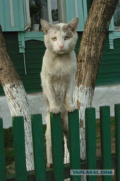 Деревенские коты
