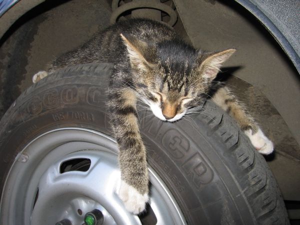 Коты, кошки, котята