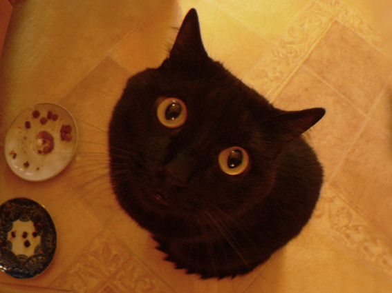 Коты, кошки, котята